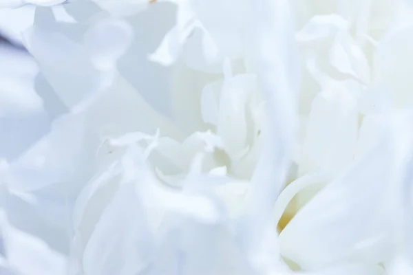 白色的花朵背景。白色花瓣纹理的宏。柔和的梦幻形象 — 图库照片