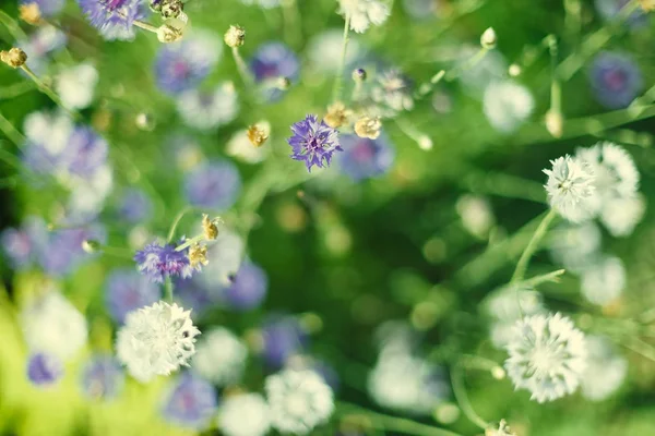 Cikoria blomma i trädgården — Stockfoto