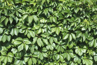 Tahta çitin üzerinde yabani üzüm yaprakları