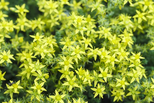 Fundo de primavera com belas flores amarelas — Fotografia de Stock