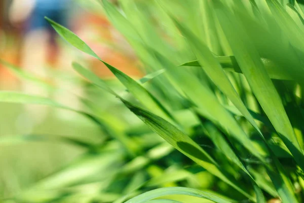 Hierba verde fresca con gotitas de agua al sol — Foto de Stock
