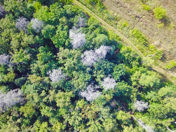Wald und Feld mit einer Trail-Luftaufnahme — Stockfoto