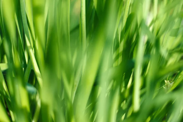 Frisches grünes Gras mit Wassertropfen in der Sonne — Stockfoto