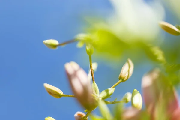 Mooie Cosmos bloemen in de natuur, zoete achtergrond, wazige bloem achtergrond, licht roze en diep roze kosmos. — Stockfoto