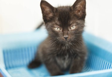 Siyah yavru kedi kızdıran bir tuvalet