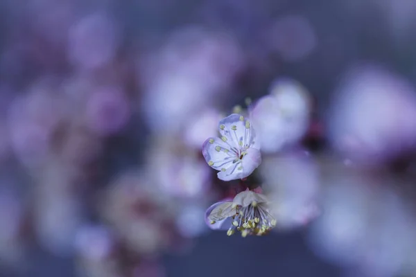 Biraz bulanık güzel kayısı beyaz çiçekler — Stok fotoğraf