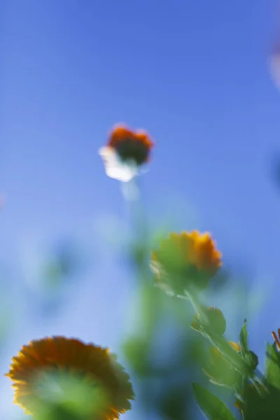 Blurred of flowers — Stock Photo, Image