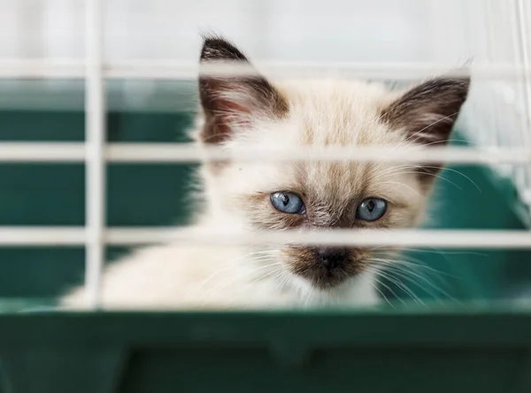 Homeless kitten in a cage in an animal shelter — Stock Photo, Image