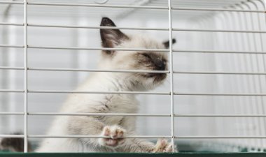 Bir kafes içinde bir hayvan barınağı evsiz yavru kedi