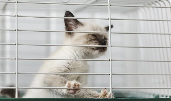 Homeless kitten in a cage in an animal shelter — Stock Photo, Image
