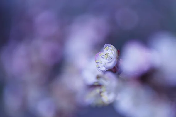 De lichtjes wazig mooie abrikoos witte bloemen — Stockfoto