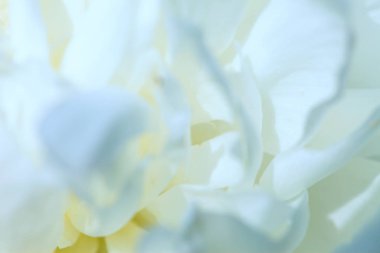 Çiçekler beyaz arka plan