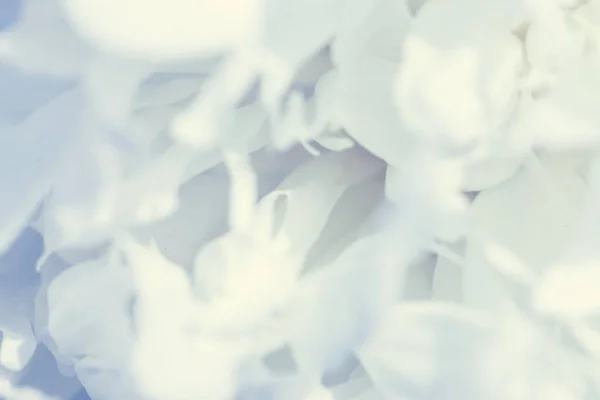 Vita blommor bakgrund. Makro av vita kronblad textur. Mjuk drömmande bild — Stockfoto