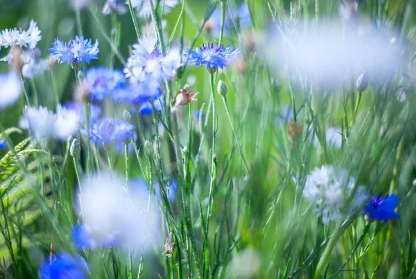 Pequeñas flores blancas sobre un fondo suave, suave, azul y rosa al aire libre  . —  Fotos de Stock