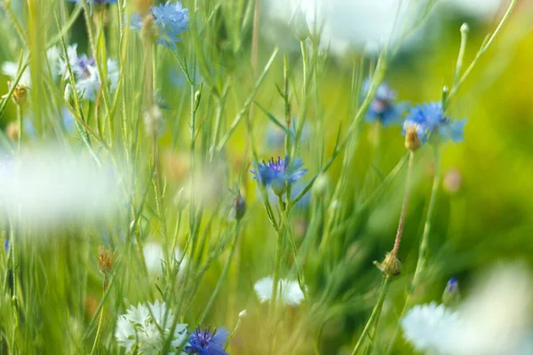 Soñador hermoso fondo con prado de flores —  Fotos de Stock