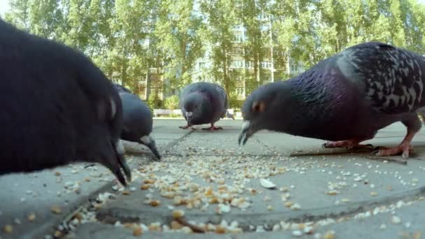 Grupo de palomas comiendo en la ciudad — Vídeos de Stock