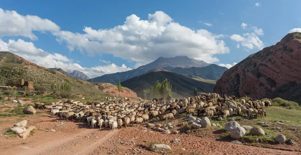 The sheep herd — Stock Photo, Image