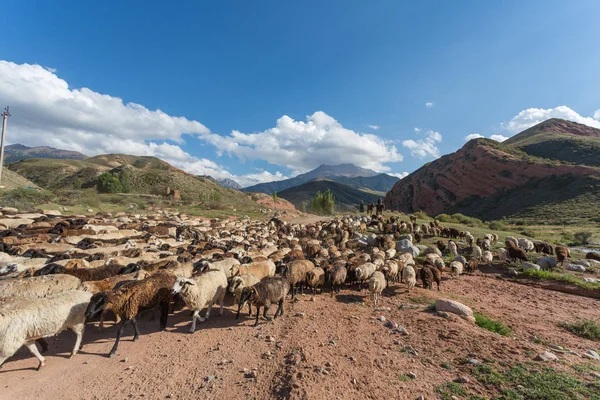 The sheep herd — Stock Photo, Image