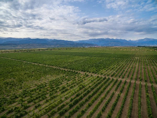 Bela paisagem de vinhas — Fotografia de Stock