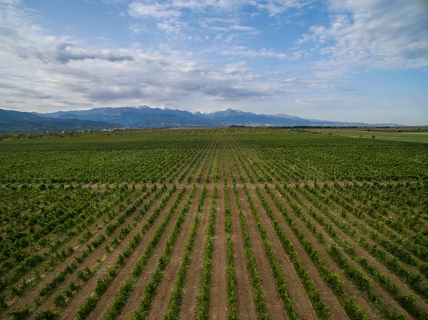Bela paisagem de vinhas — Fotografia de Stock