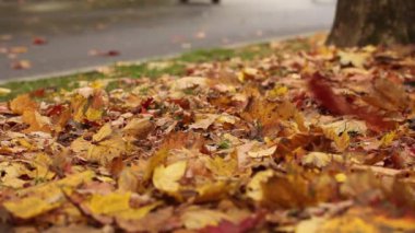 Sonbahar Park açık