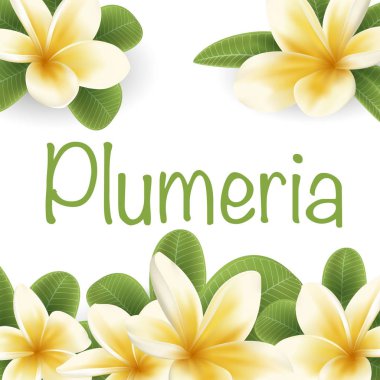 plumeria, beyaz ve sarı çiçek