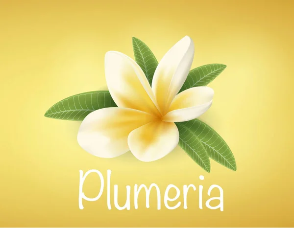 Plumeria, beyaz ve sarı çiçek — Stok Vektör