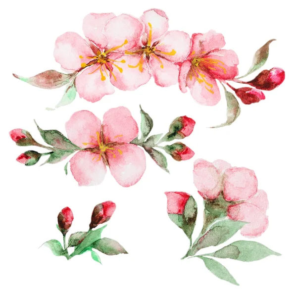 Aquarel sakura bloemen — Stockfoto