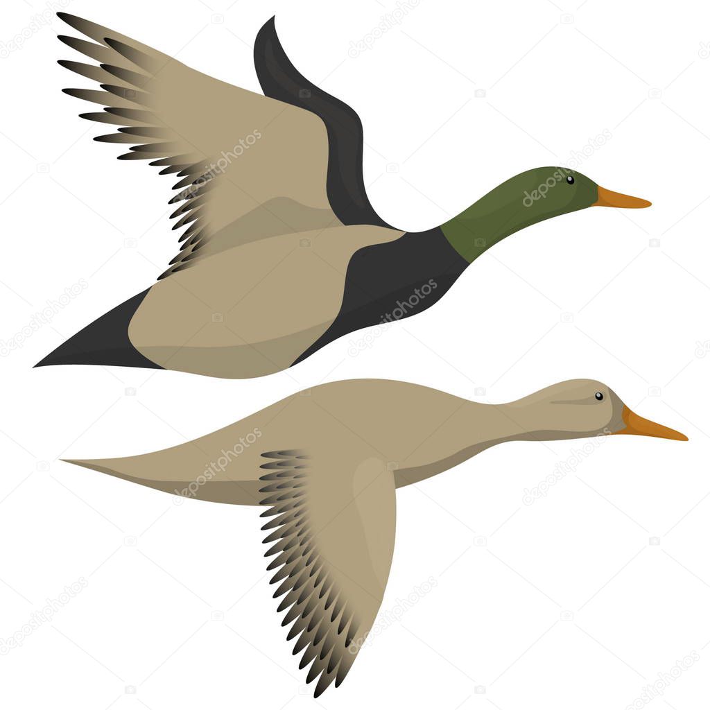Flying ducks isolated on white. Drake and duck flying icon. Vector illustration