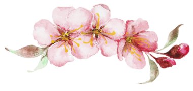 Suluboya sakura çiçekler