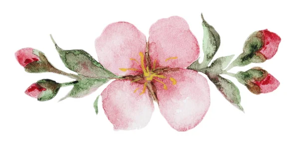 Akvarell sakura blommor — Stockfoto