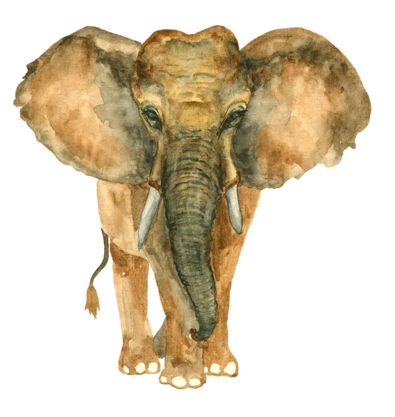 Aquarel hand getekend olifant — Stockfoto