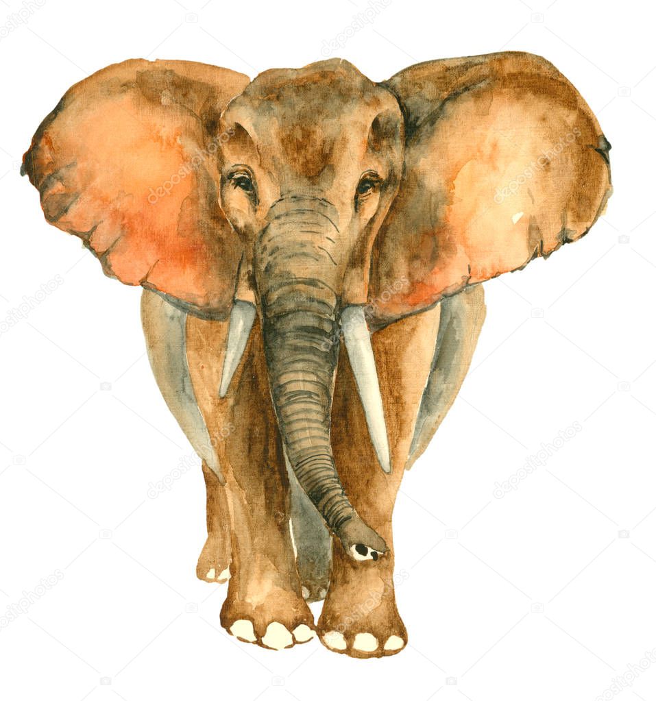 Watercolor hand drawn Elephant