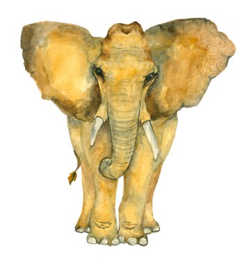 Fil suluboya el çekilmiş