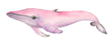 Pembe suluboya balina