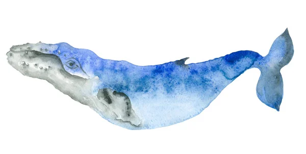 Paus biru cat air — Stok Foto