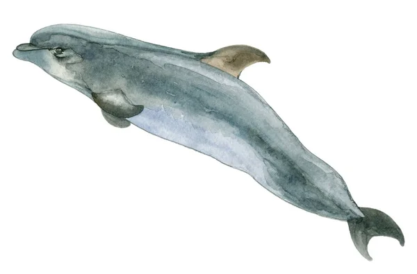 Aquarel blauw dolfijn — Stockfoto