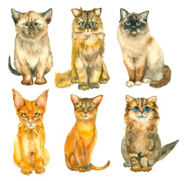 suluboya el çizilmiş kedi