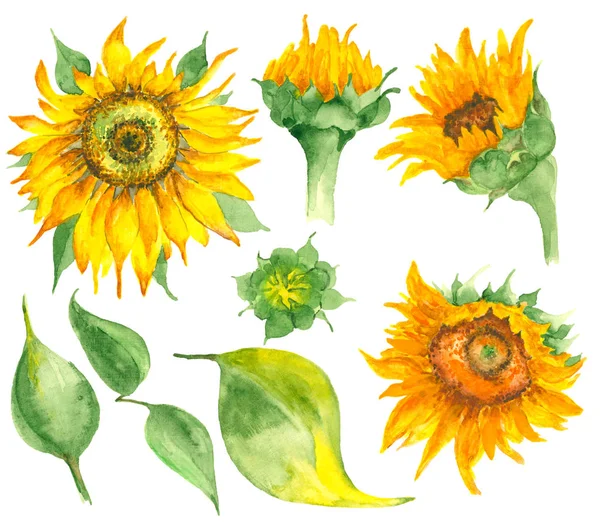 Girasoli disegnati a mano acquerello — Foto Stock