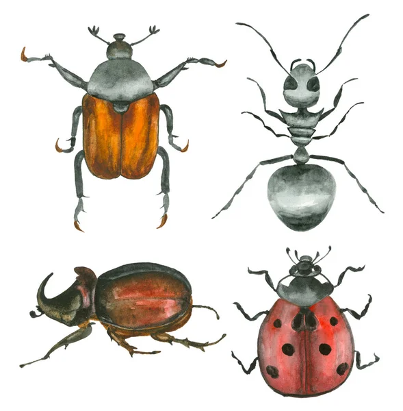 Akvarelu ručně kreslenou hmyz — Stock fotografie