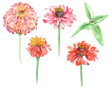 Suluboya el Zinnia çekilmiş
