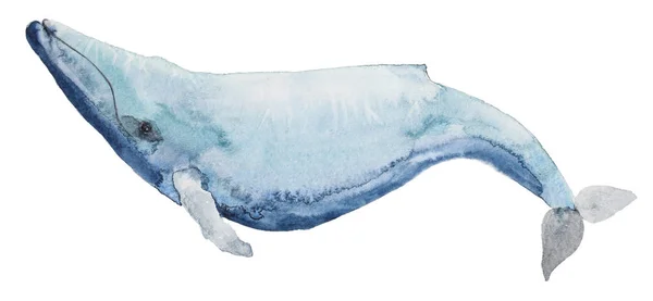 Akwarela płetwal błękitny — Zdjęcie stockowe
