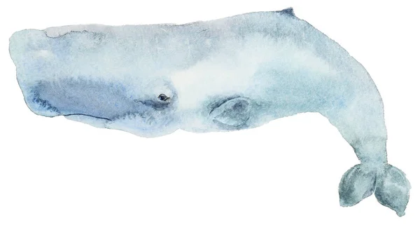 Baleia aquarela azul — Fotografia de Stock