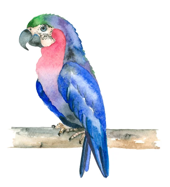 Akvarell Hand dras papegoja — Stockfoto