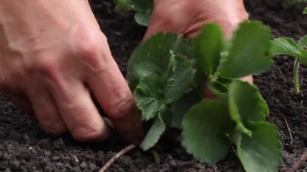 Hand plantering jordgubbar — Stockvideo