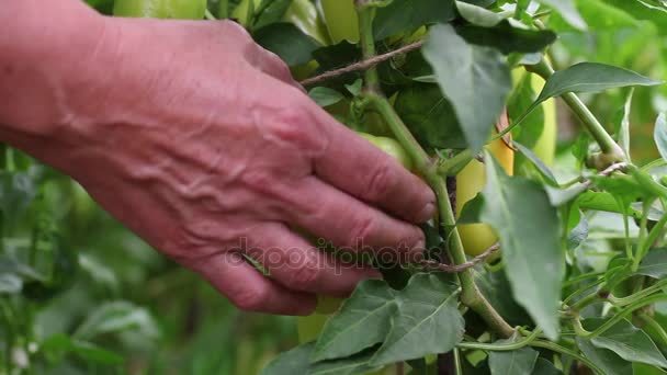 Oogsten, fruit plukken — Stockvideo