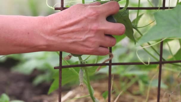 Збирання врожаю, збір овочів — стокове відео