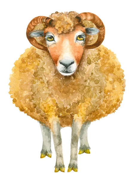 Akwarela Drukuj owiec — Zdjęcie stockowe