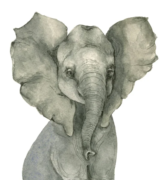 Akvarell elefant unge — Stockfoto