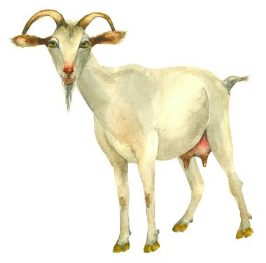El çizimi keçi